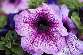 花,菊花,開花