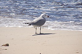 海鷗,動物,鳥類