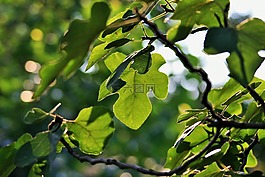 樹,無花果,葉子