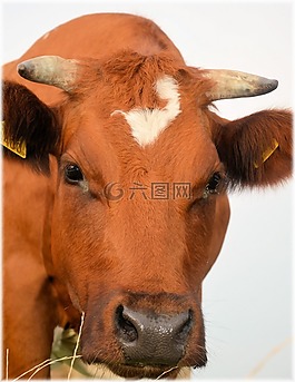 公牛,小牛,農(nóng)場(chǎng)