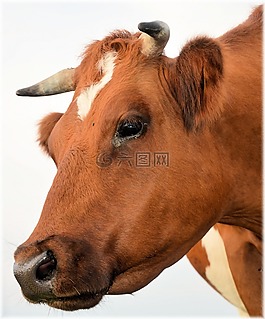 公牛,小牛,農(nóng)場(chǎng)