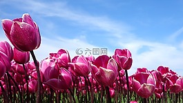 郁金香,荷蘭,春天