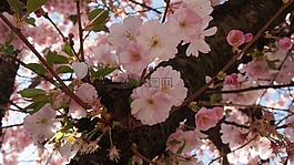 櫻花,粉紅色,春天