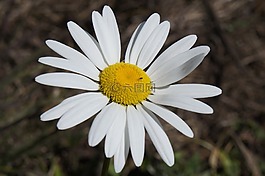 花,菊花,開花