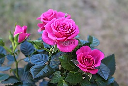 玫瑰,粉色,花卉