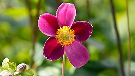 花,開花,盛開