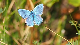 性質(zhì),蝴蝶,藍(lán)色