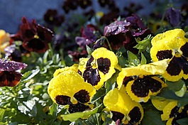 花,菊花,開花