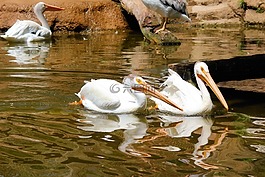 鵜鶘,鳥,動(dòng)物園