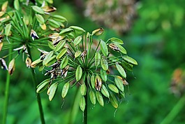 种子,黑,seedpods