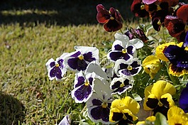 花,菊花,開花