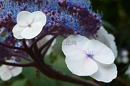 花,植物,花園