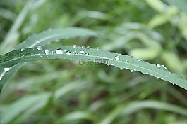 葉子,綠色,水
