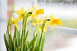 水仙,春,黃色的花