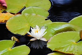 百合港口,自然,水