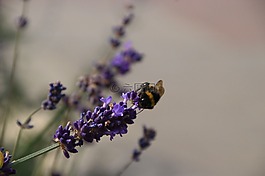 夏天,熏衣草,蜜蜂