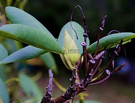 紫色的杜鹃花,绿色,秋