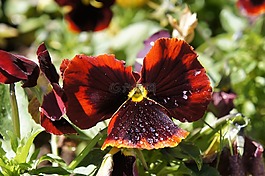 花,菊花,開花