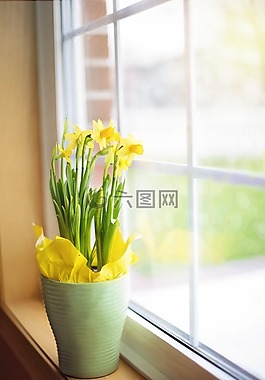 水仙,春,黃色的花