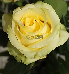 玫瑰,鮮花,花
