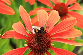 花,紅色,蜜蜂