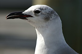 海鷗,鷗,鳥