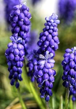 花,紫,鮮花