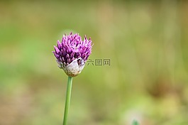 觀賞蔥,花,開(kāi)花