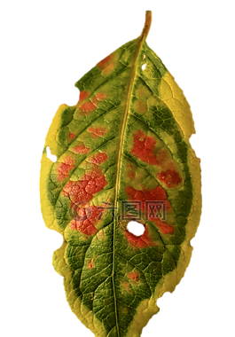 樹(shù)葉的葉,秋季,豐富多彩