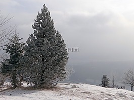 杉木,冬天,雪