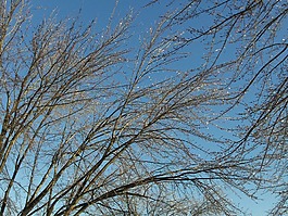 樹,分支機(jī)構(gòu),冰
