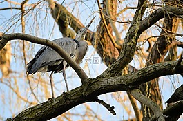 鷺,鳥,樹