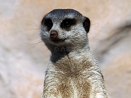 動物,動物園,貓鼬