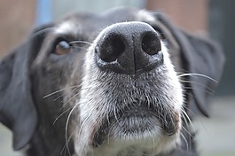 狗,關(guān)閉,doglove