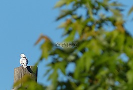 鴿子,鳥,坐