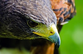 成人,動物,鳥嘴