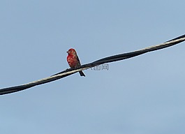紅腹 firefinch,firefinch,動物