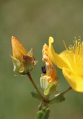 昆蟲,開花,黃色