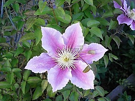 铁线莲,春天的花朵,夏天花