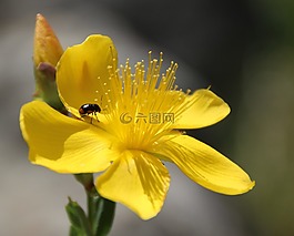 昆虫,开花,黄色