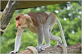 長鼻猴,猴子,罕見
