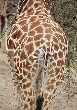 長頸鹿,非洲,動(dòng)物園