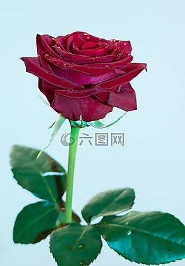 玫瑰,植物,花