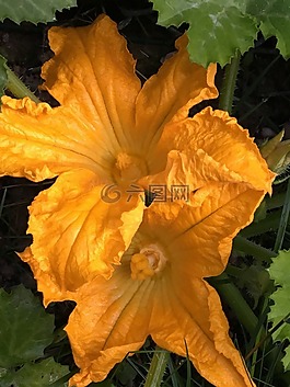 花,鮮花,黃色