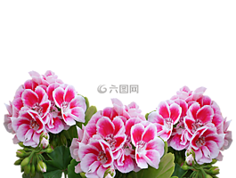 天竺葵,夏季,花園