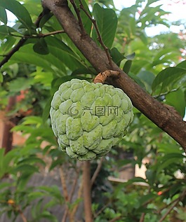 番荔枝,水果,食品