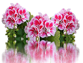 天竺葵,夏季,花園