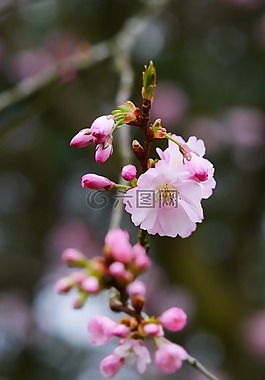 鮮花,盛開(kāi),自然