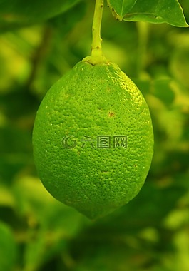 水果,檸檬,有色