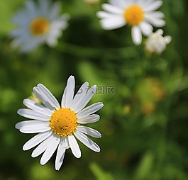 洋甘菊,鮮花,黛西